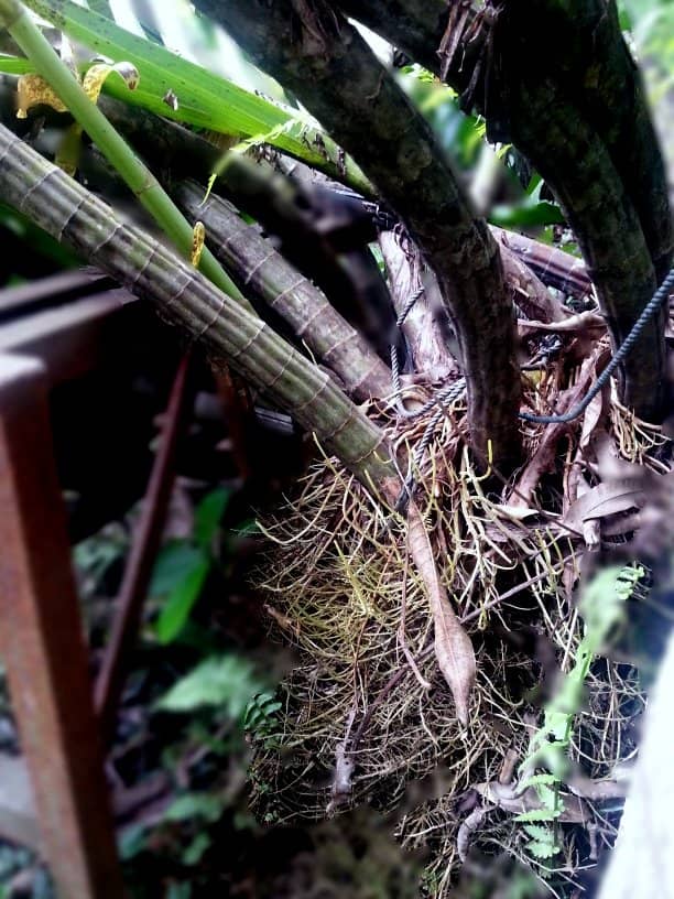 Tiger orchid root system - their strong rapid growing root system often breaks ordinary pots