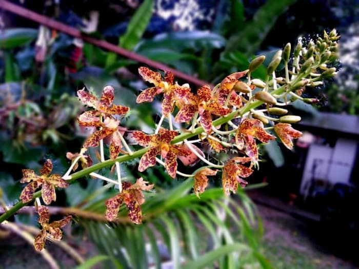 My Tiger Orchids are in their 4th week of bloom. The plant is relatively small compared to other giant-sized tiger orchids.