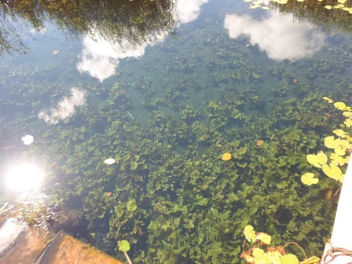 Peering into the depths of the second pool between the reeds at the Eye of the Groot Marico River © Martie Coetser
