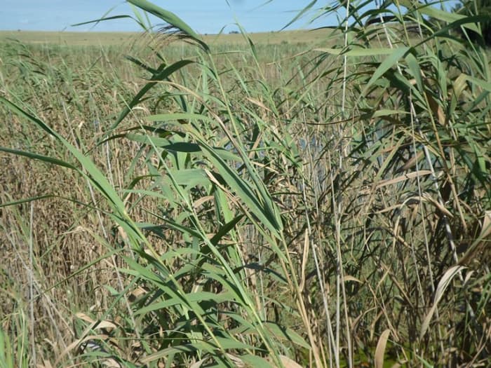 Staring over the reeds, trying to see the beginning of the Groot Marico River at the Eye of the Groot Marico River © Martie Coetser