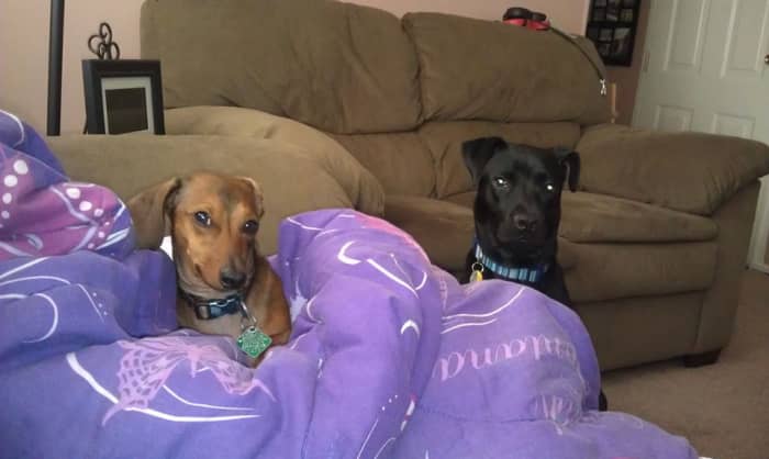 My two favorite dogs in the world. My sons, Harley the ferocious miniature Dachshund and Rocko the dumb but lovable galoot Boxer/Lab mix.