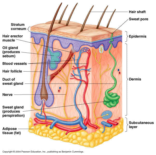 The Human Skin: The largest organ of the Integumentary System - HubPages