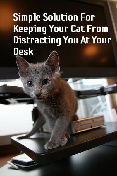 How To Keep Your Cat Off Your Computer Keyboard and Workspace - HubPages