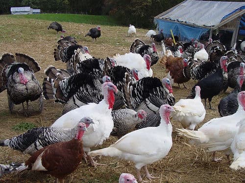 Pasture-raised turkeys foraging, pecking, and living the life on a small-scale farm. Note the portable enclosure in the background.