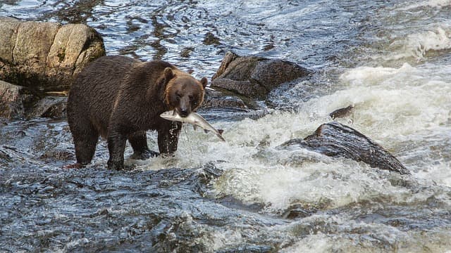 Bears know where the fish are running. You should too for a successful fishing trip with a string of results.