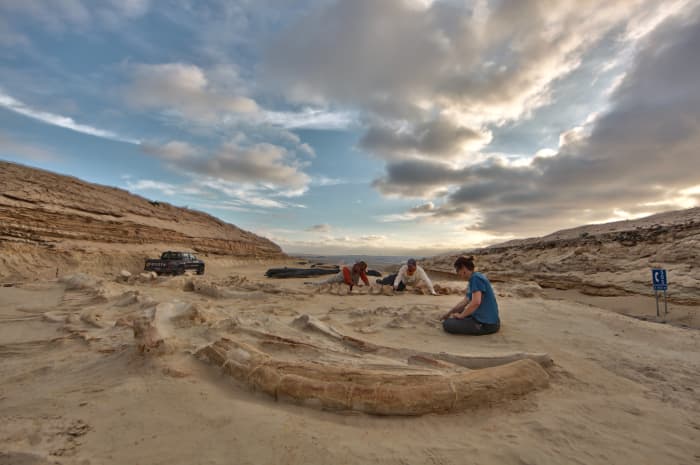 Paleontologists labor over a trio of whales — two adults and one juvenile — informally dubbed "La Familia".