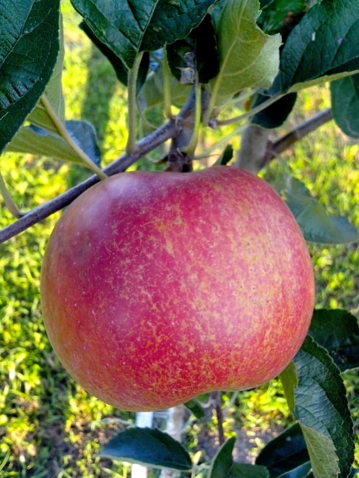 Although tradition represents the forbidden fruit with an apple, the Bible does not specify what fruit it was.