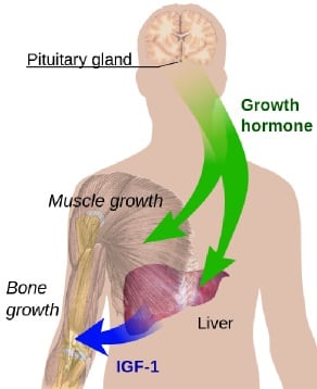 what-is-pituitary-dwarfism-causes-and-effects