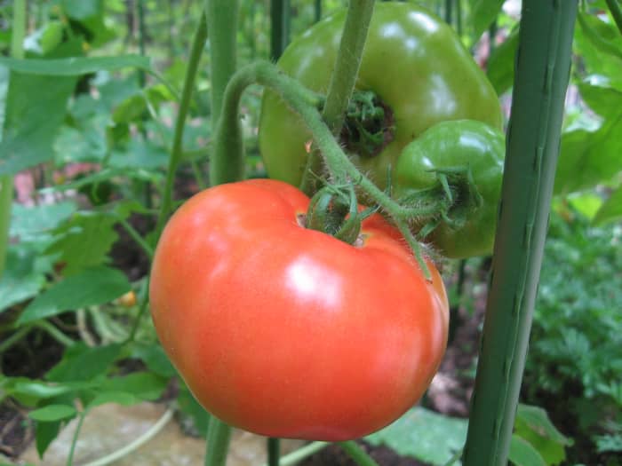 The bean package calls for a can of diced tomatoes. I keep the cans on hand, but in the summer, you could use your fresh tomatoes if you want.