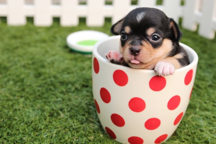 Some dog breeds such as chihuahuas and flat faced breeds are more likely to have eye drainage and problems.