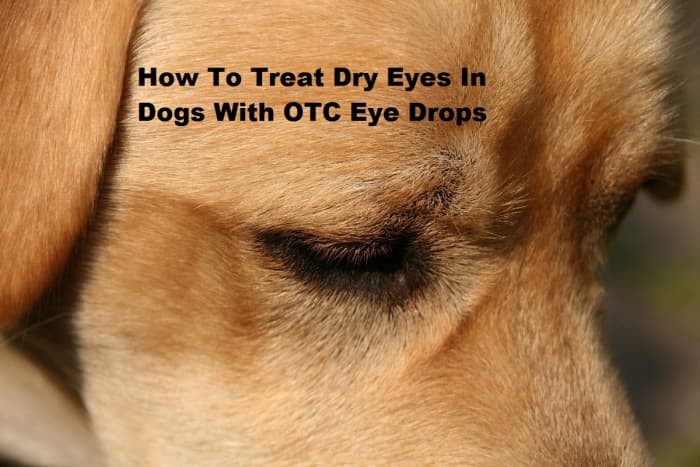 Over The Counter Remedy For Crusty Or Draining Eyes In Dogs HubPages