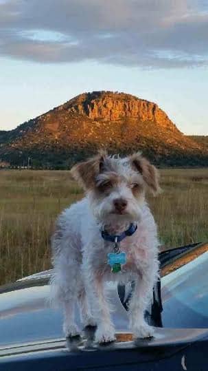 As told via Randy: Two years ago, Leo took on a mountain lion and the lion backed off! Yes, this precious pet was protecting his daddy.