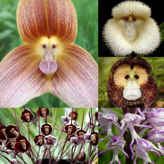 Monkey Flowers. So many things like this in nature alone tell the world that God is the Creator! How could they not believe?