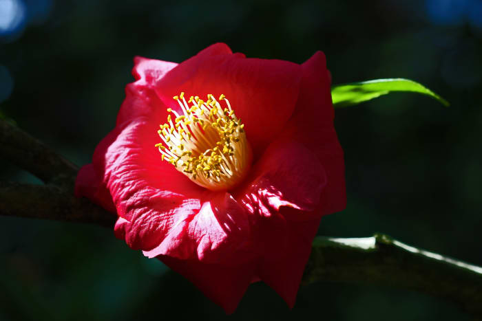 -red-and-green-should-never-be-seen