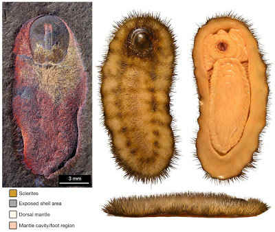 Calvapilosa fossil and top, bottom, and side reconstruction by Espen Horn. The radula lines the armored, toe-nail-like head plate in the fossil and can be seen on the bottom reconstruction on the far right.