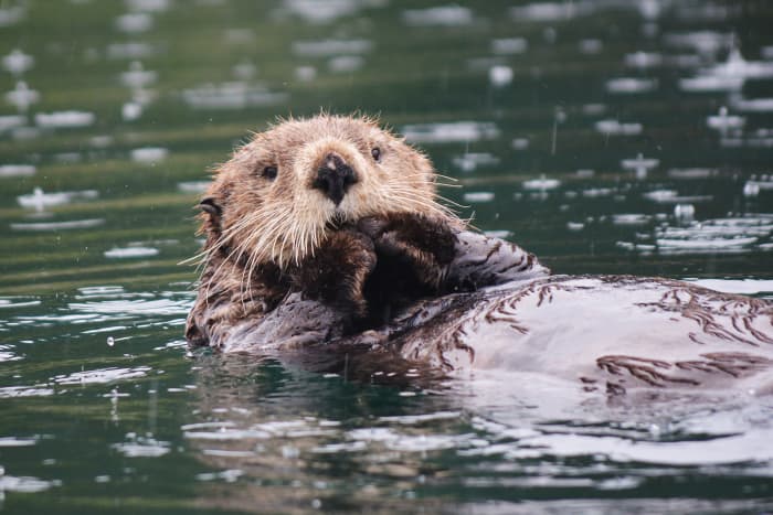 100-places-to-go-and-things-to-do-in-alaska