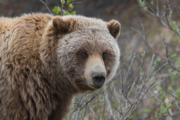 100-places-to-go-and-things-to-do-in-alaska