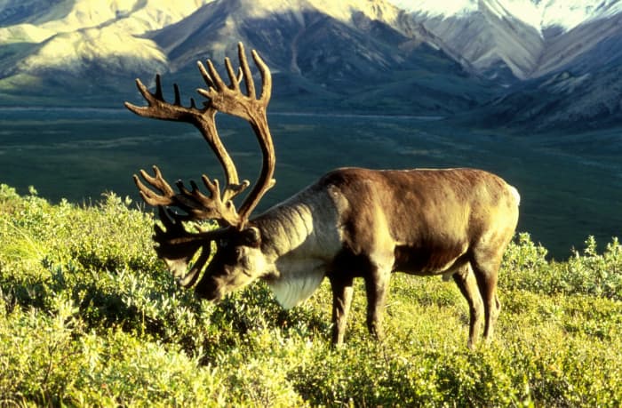 100-places-to-go-and-things-to-do-in-alaska