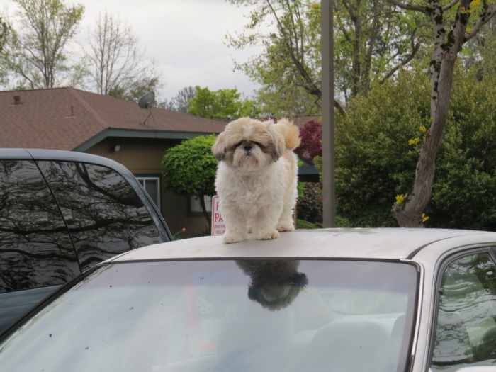 Why do Dogs Sit on Top of the Car HubPages