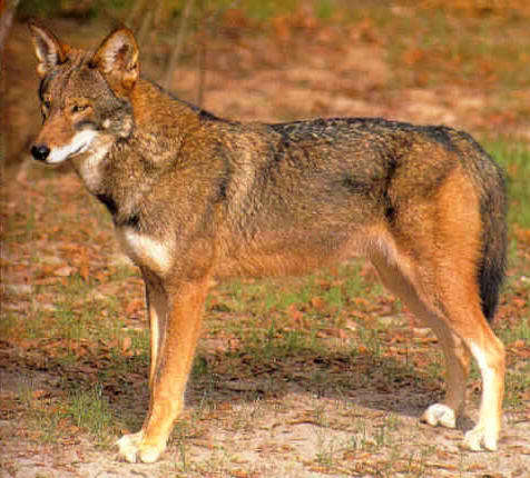 20 Extinct or Endangered Wolves - HubPages