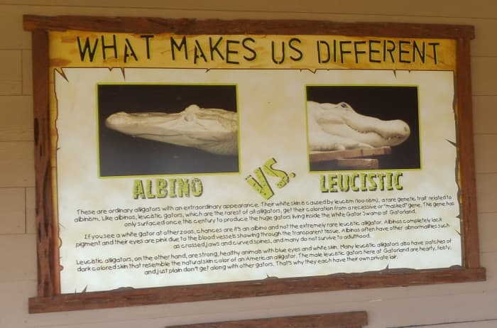 Since the sign may be hard to read in my photo, I'll include the information here. It says, "Leucistic alligators are strong, healthy animals with blue eyes and white skin."