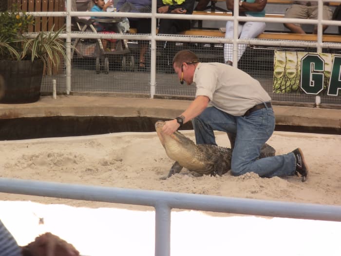 Check the schedule so you don't miss one of the alligator wrestling demonstrations.