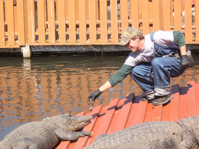 Don't try this at home! This is a professional animal handler and that gator is quite well-fed and rather lethargic because of that. It isn't motivated to chomp on this human.