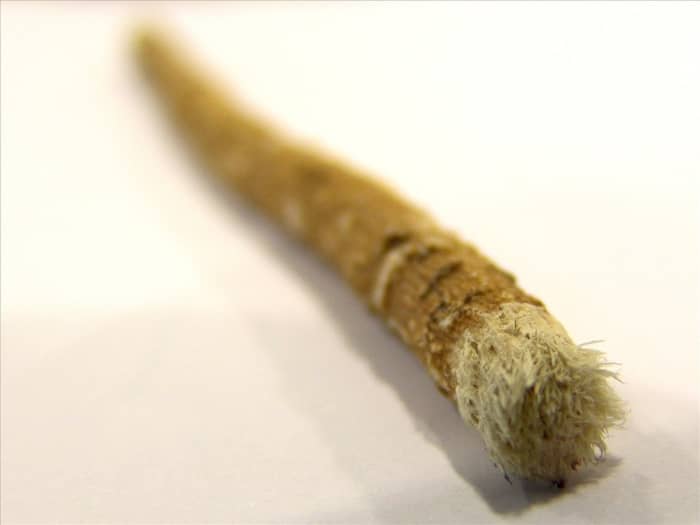 Chew sticks, thought to be the first toothbrush, used by the Egyptians, these have been found in Egyptian tombs.