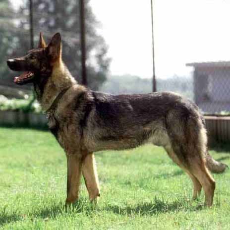 chinese black wolf dog