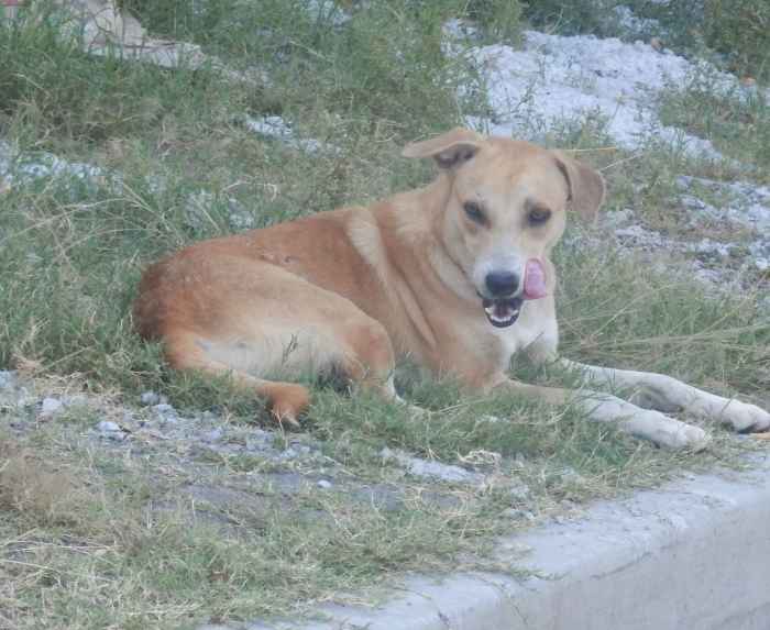 How To Take Care of the Aspin HubPages