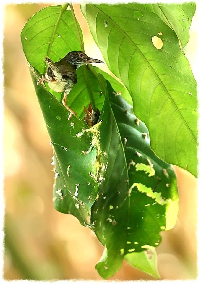 This photo shows a nest that was lovingly stitched together by a tailorbird using fibers from various places. The nest is created by "sewing" two or more leaves together, creating a cone-like environment in which to place material to create a nest.