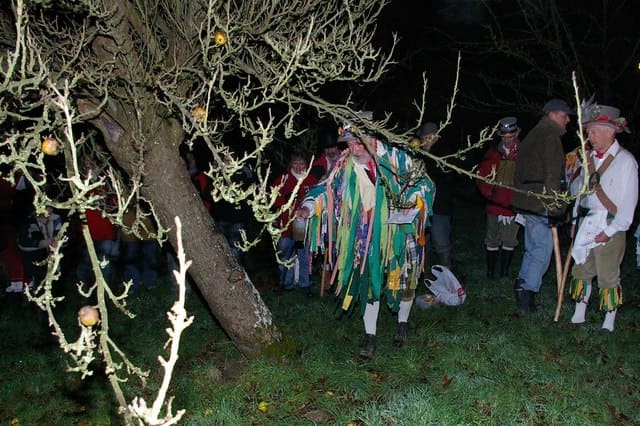 Wassailing at Maplehurst, West Sussex, England. Part of the ceremony includes anointing the roots of the tree with cider to put back some goodness into the soil.
