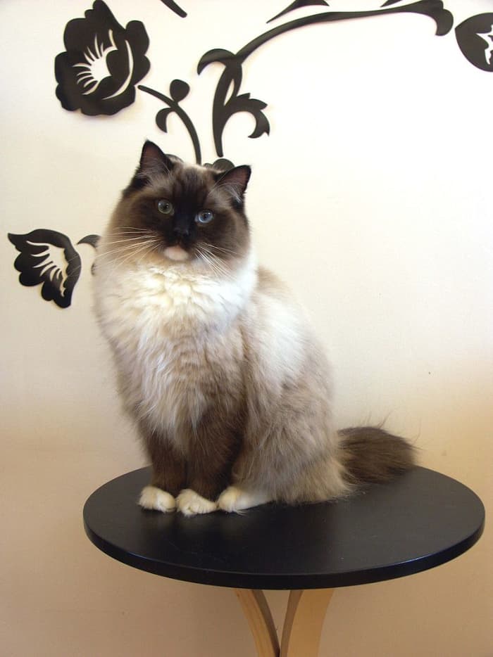 ragdoll 1 year old