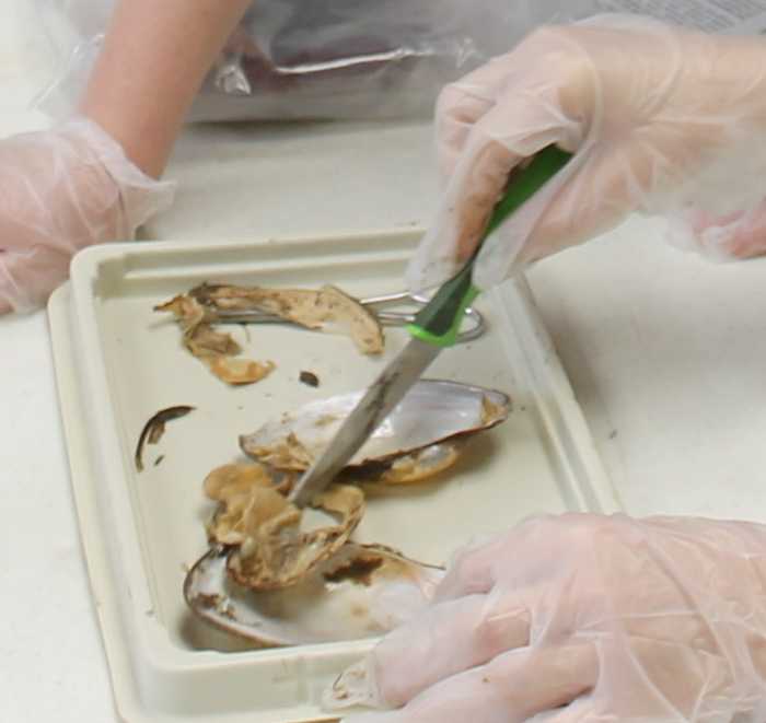 Invertebrates (Clam, Sea Star, and Worm) Anatomy & Dissection Lesson