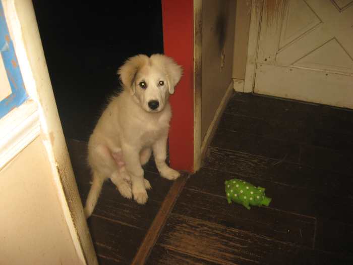 Do Great Pyrenees Dogs Make Good Pets? HubPages