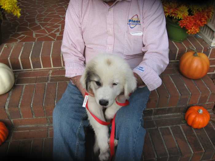 Do Great Pyrenees Dogs Make Good Pets? HubPages