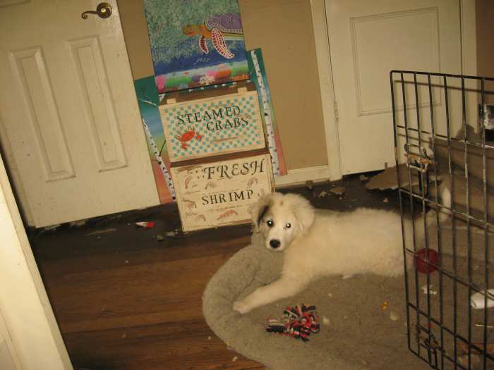 Do Great Pyrenees Dogs Make Good Pets? HubPages