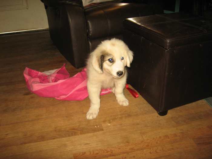 Do Great Pyrenees Dogs Make Good Pets? HubPages
