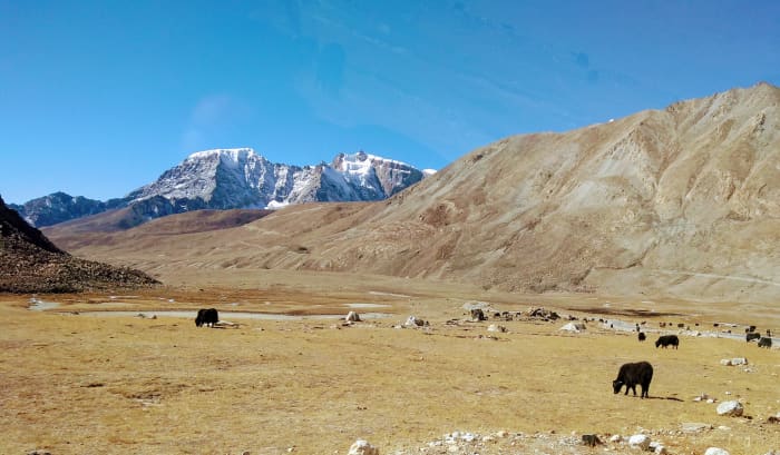 Flat land on both sides of the road and hills, brown- or black-colored coat yaks grazing in low oxygen and in extremely cold weather. The high capacity of their lungs and insulation of their coat help them survive there.