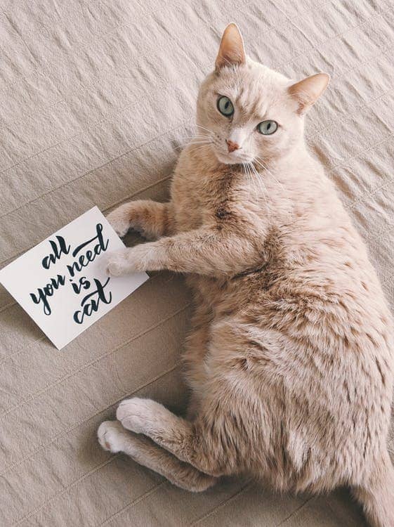 Enjoy taking this cat trivia quiz! You will find the questions and the answers you need to play.