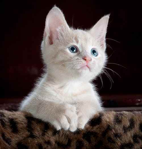 70 Cat Trivia Quiz Questions And Answers HubPages