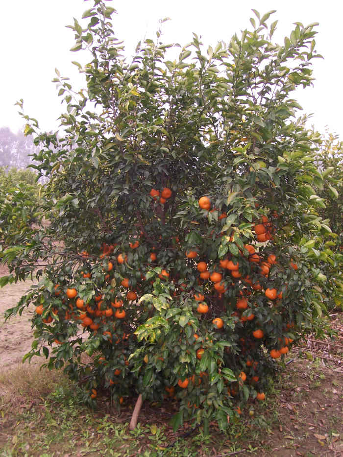 The Health and Nutritional Benefits of Kinnow Fruit CalorieBee