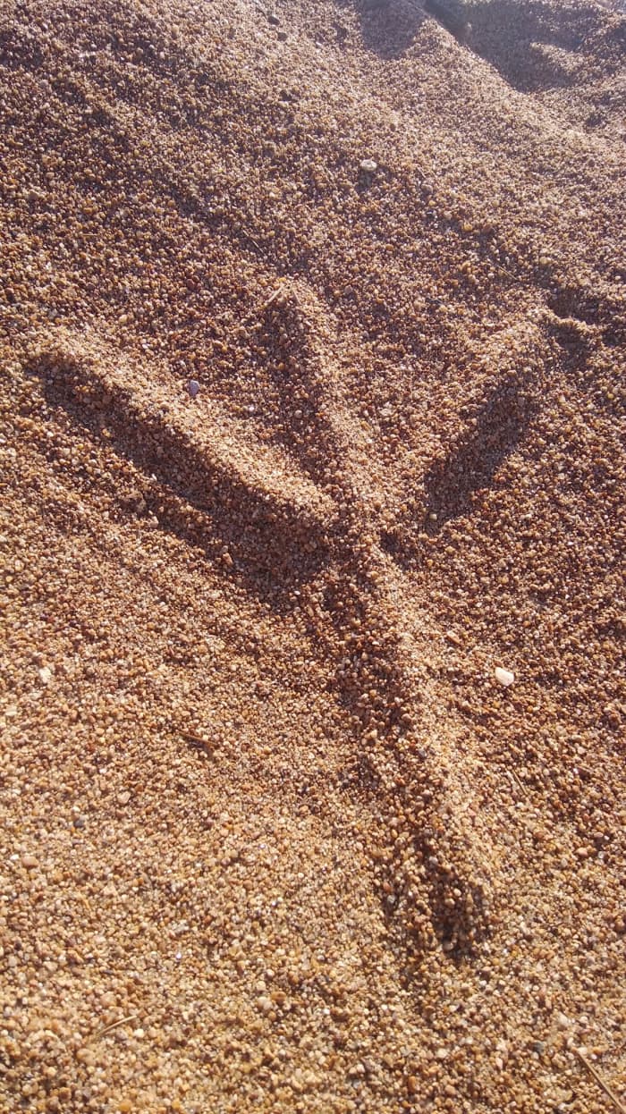 Algiz / Elhaz of the Elder Futhark. This rune is also present in the Old European (Vinča) rune system.