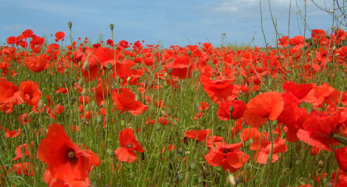 Image licensed under the Creative Commons. Details: http://en.wikipedia.org/wiki/File:Poppy2004.JPG