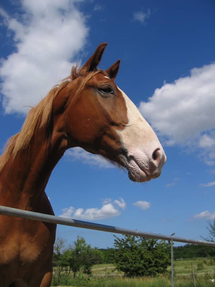 The eohippus did not have the traditional horse face, but looked more like that of a fox.