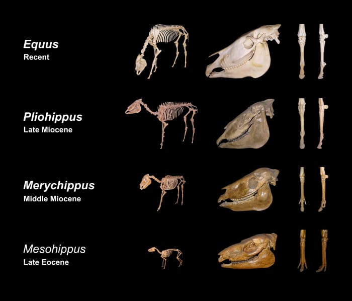 the-evolving-horse-from-bird-brained-to-best-friend