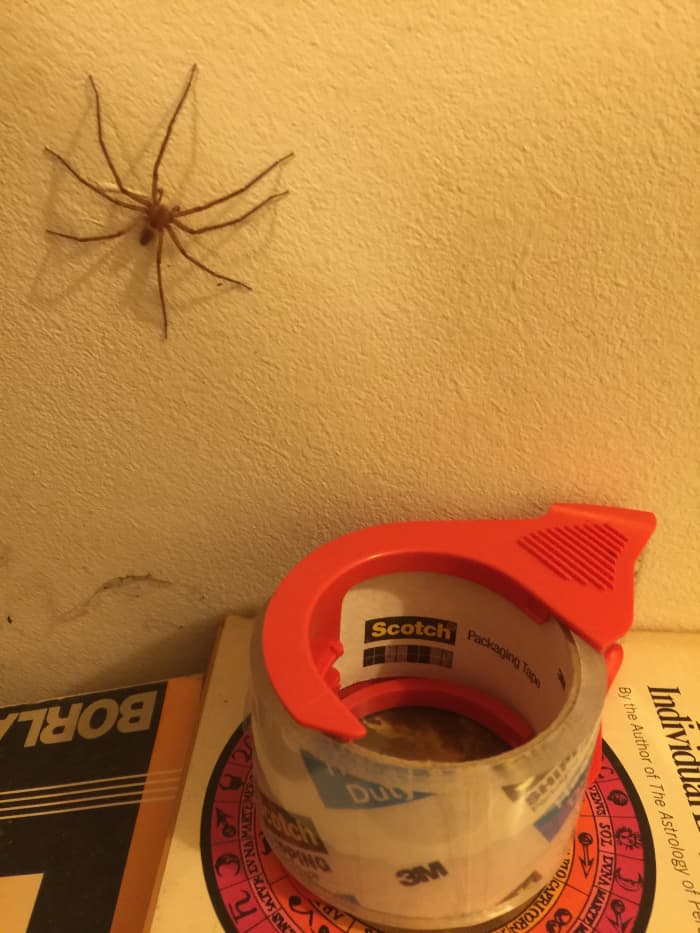 This one is big. It crawled up from a stack of books on a bookcase. Compare it to the roll of packing tape that is about 3 inches or so in diameter. The circle on the book cover measures 4 3/4 inches in diameter.