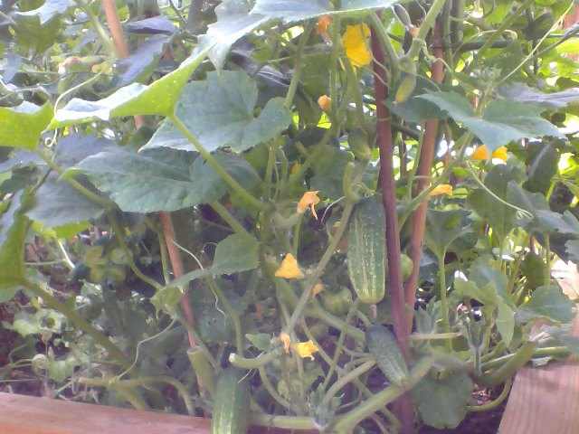 Cucumber Plant with fruits and flowers with Tomatoes and Butternut Squash on the Raised-Bed