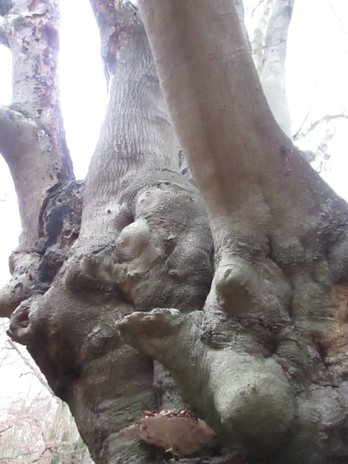 Knobs and knurls on this pollarded beech - it seems only this species of tree was managed in this way. The original purpose was to provide wood for charcoal production