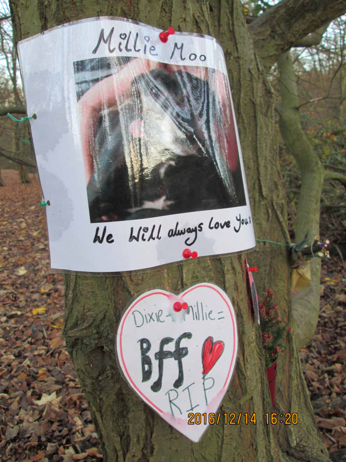 Touching tribute to the family pet attached to a tree - glossy paper caught the light, but the animal was a 'Staffy' (Staffordshire terrier).